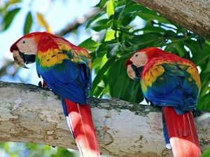 Houses in Costa Rica